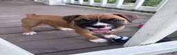Boxer dogs for sale: Sabine - Ad 5