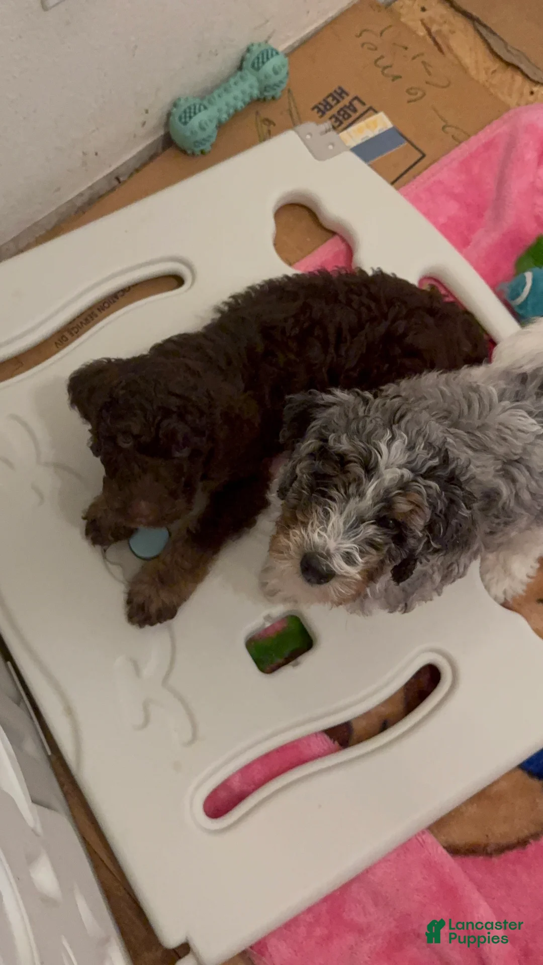 Bernedoodle dogs for sale: Duke - Ad 2