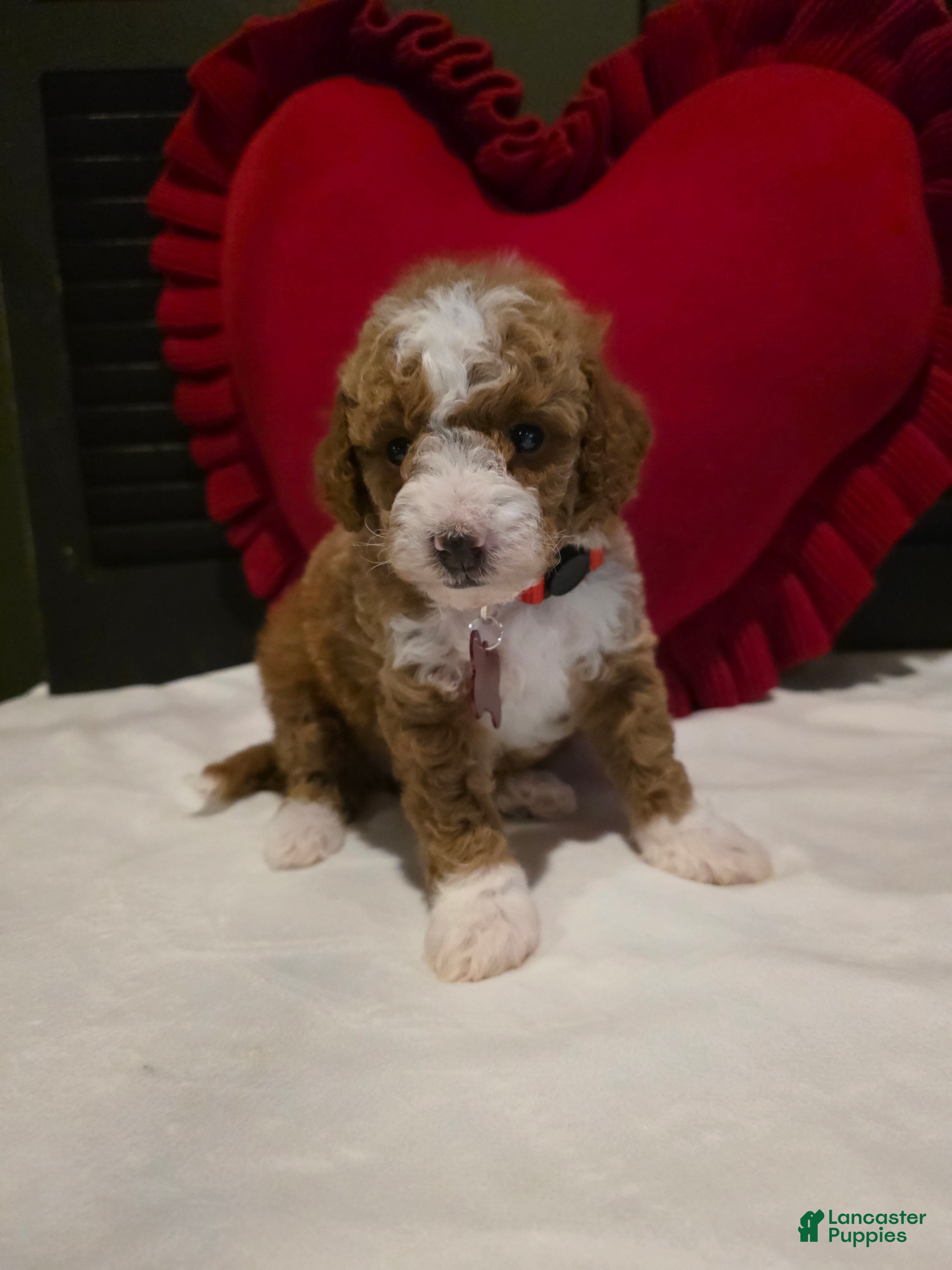 Mini Goldendoodle dogs Romeo  - Ad 1