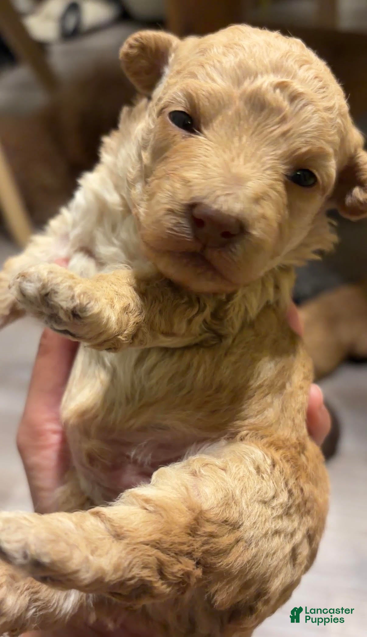 Toy Poodle dogs Toy Poodle Puppy 1 - Ad 1