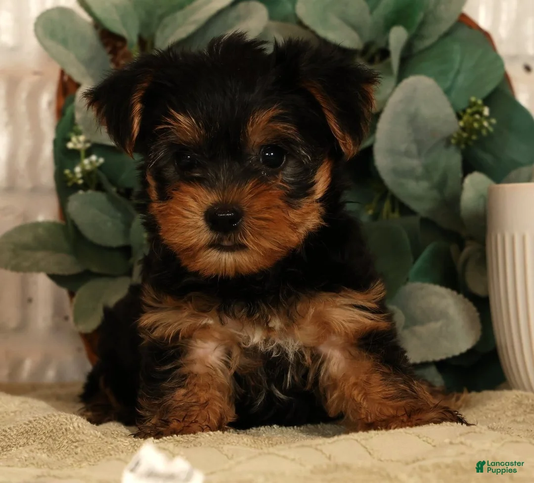 Yorkshire Terrier dogs for sale: Wesley - Ad 1