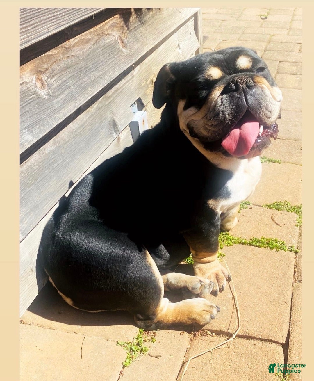 English Bulldog dogs for sale: Banksy - Ad 2