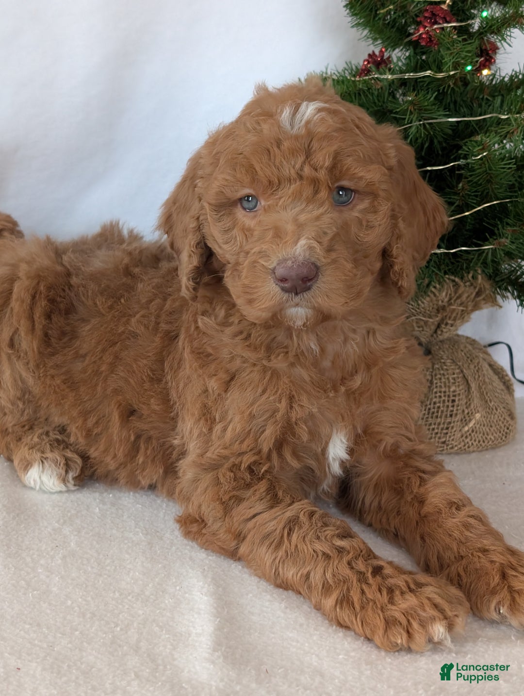 Goldendoodle dogs for sale: Miss Gracie  - Ad 19