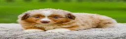 Miniature Australian Shepherd dogs for sale: Garret - Ad 4