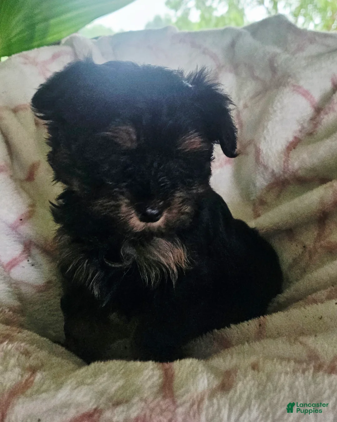 Yorkshire Terrier dogs for sale: Princess  - Ad 10