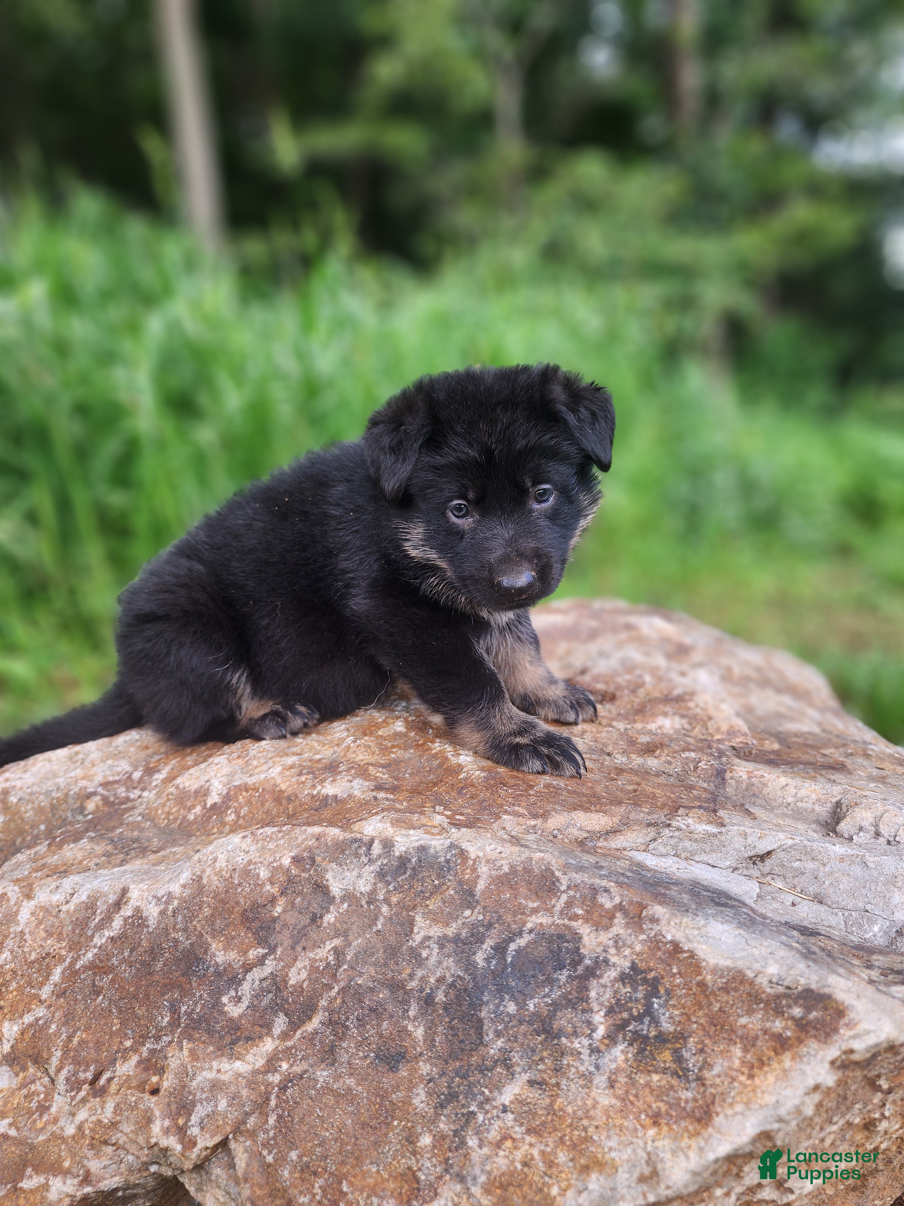German Shepherd dogs  Timba - Ad 1
