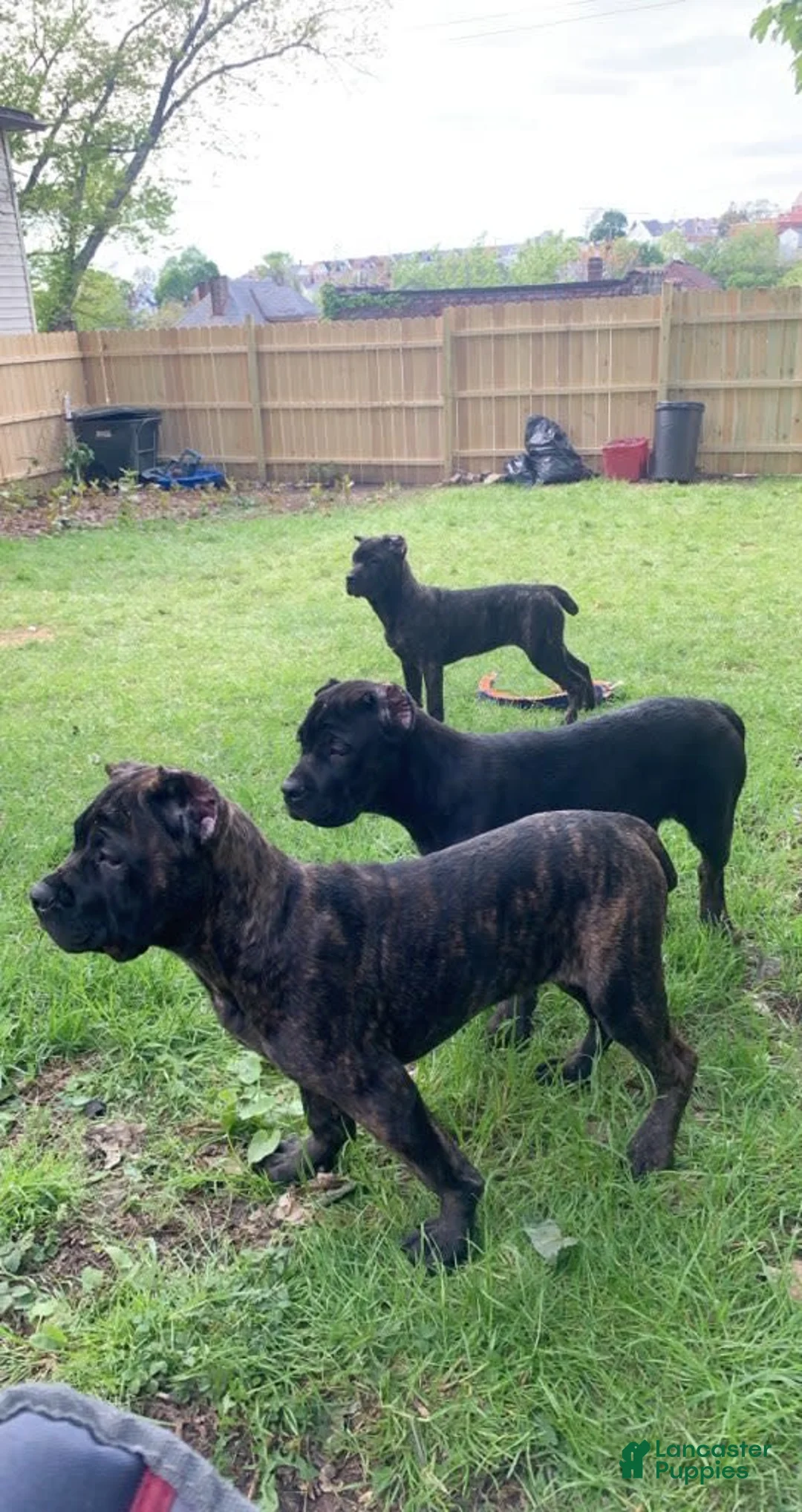 Gallery Image {{count}}