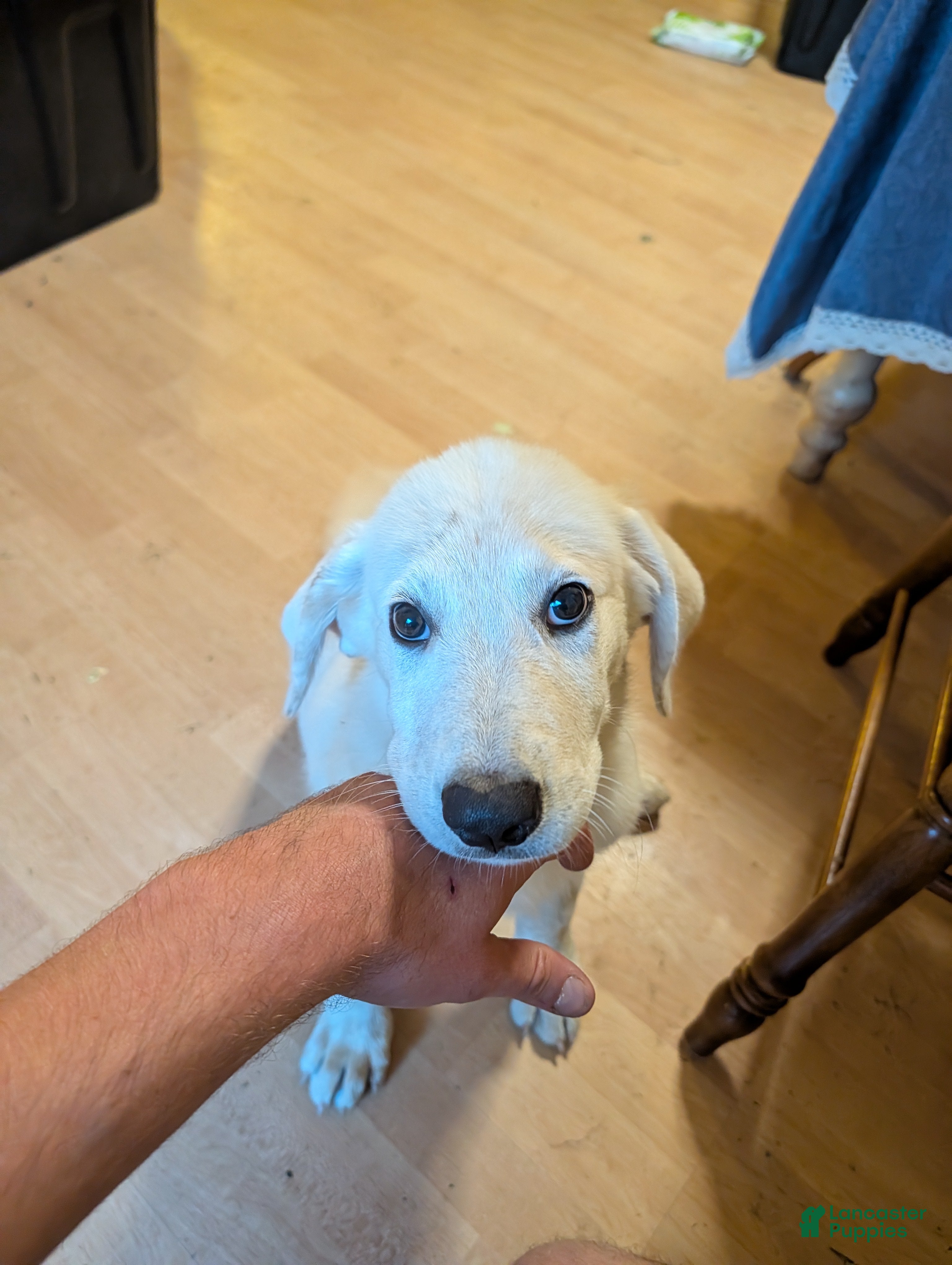 Mixed Breed dogs Great Pyrenees 8 - Ad 2