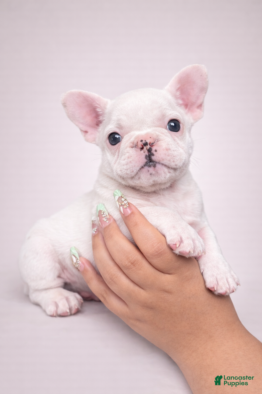 French Bulldog dogs Angel - Ad 37