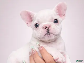 French Bulldog dogs Angel - Ad 37