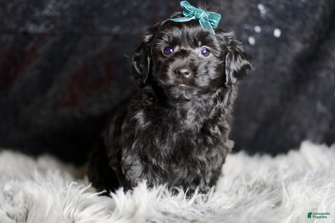 Yorkiepoo dogs for sale: Mickey Mouse - Ad 1