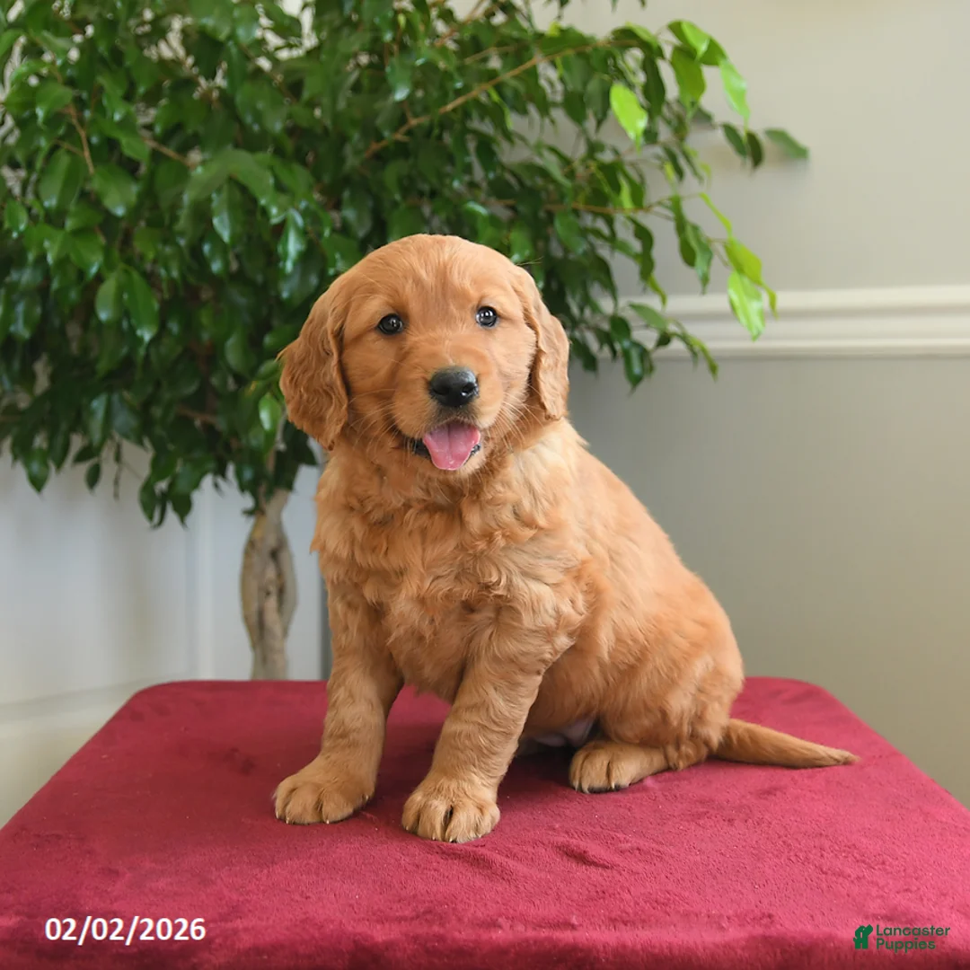 Golden Retriever dogs for sale: Starburst - Ad 1