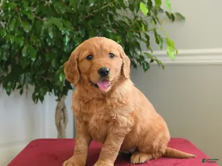 Golden Retriever dogs Starburst - Ad 11