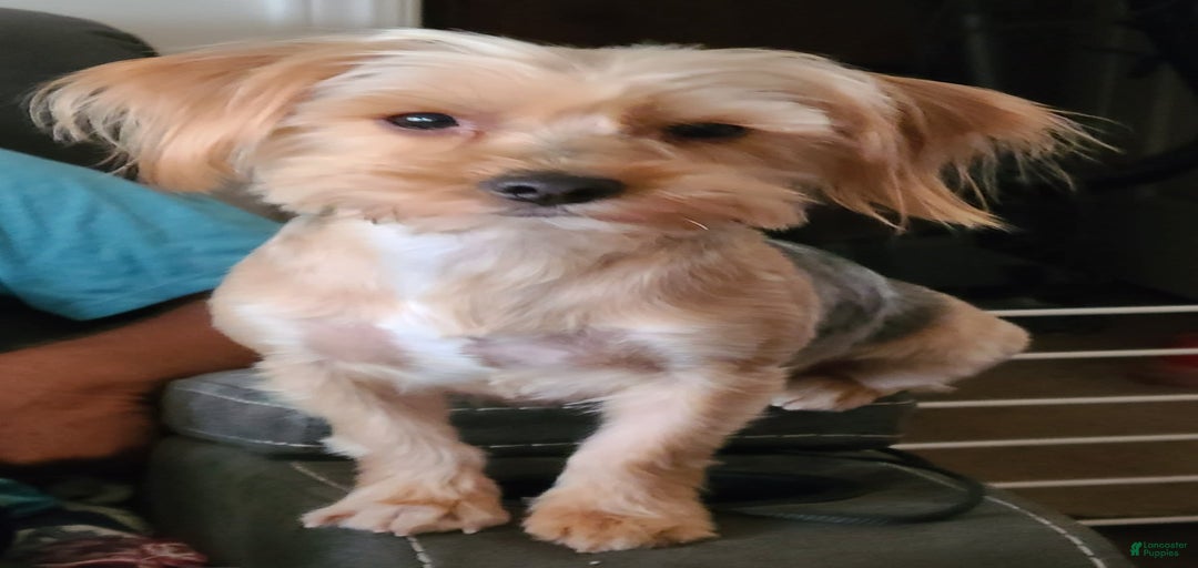 Gallery Image {{count}}