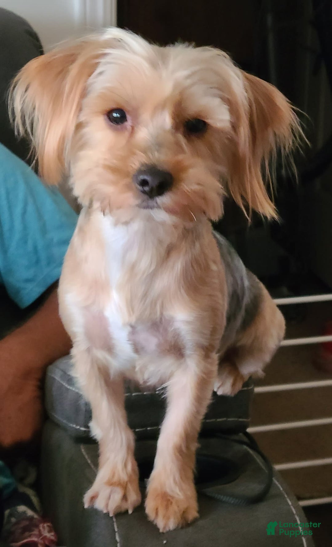 Gallery Image {{count}}