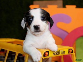 Dachshund dogs Indra - Ad 33