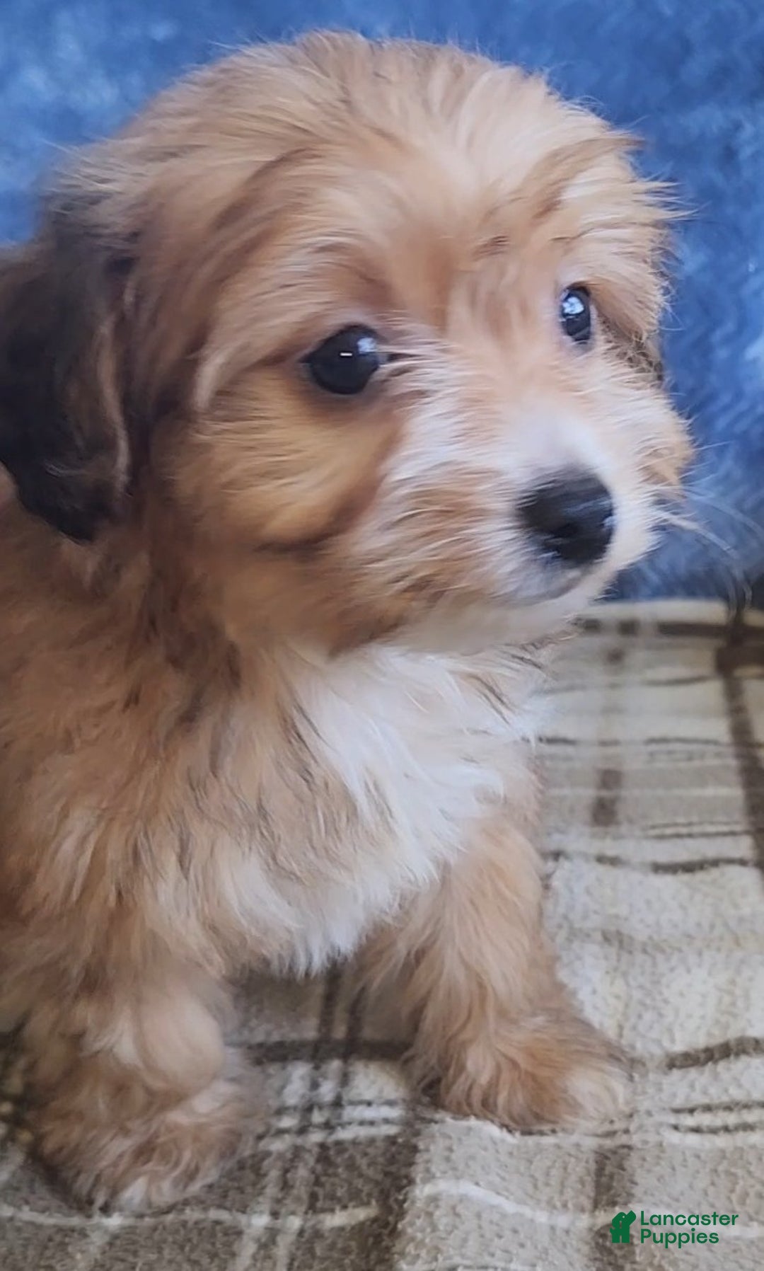 Mixed Breed dogs for sale: Molly - Ad 1