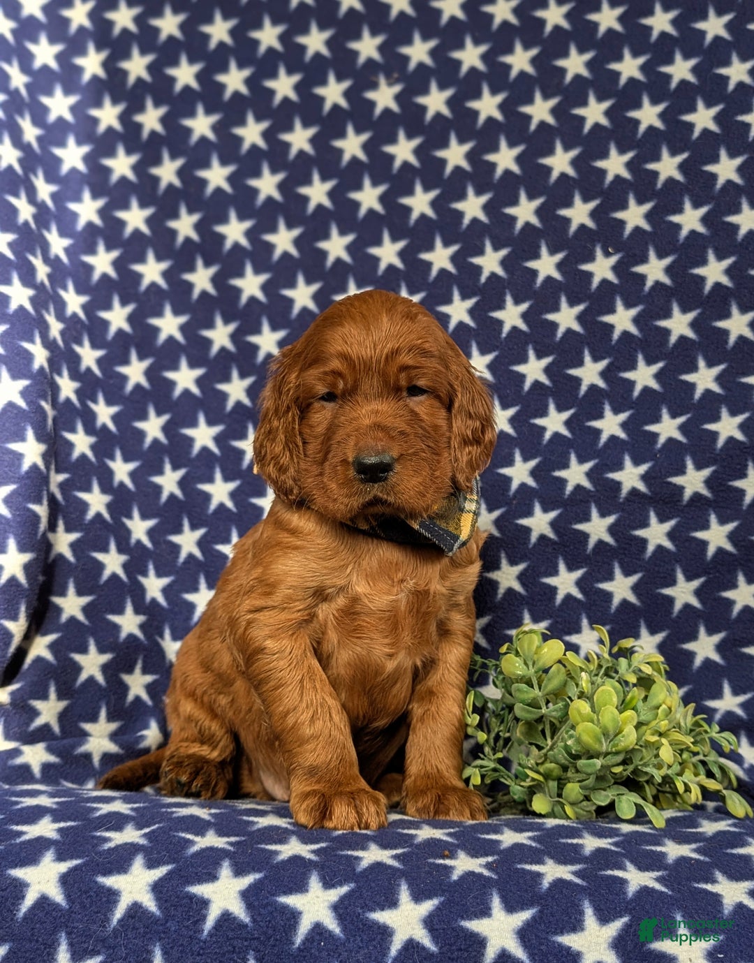 Irish Setter dogs for sale: Chase - Ad 2