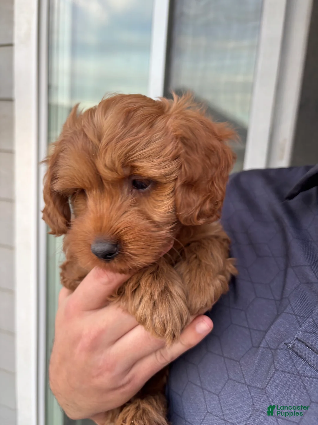 Miniature Labradoodle dogs for sale: Miniature Labradoodle Puppy 1 - Ad 2