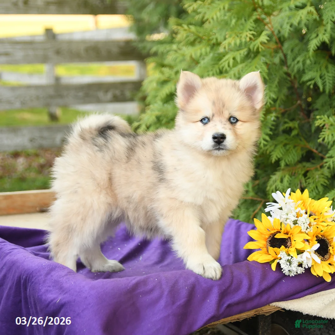 Pomsky dogs for sale: Kelly - Ad 1