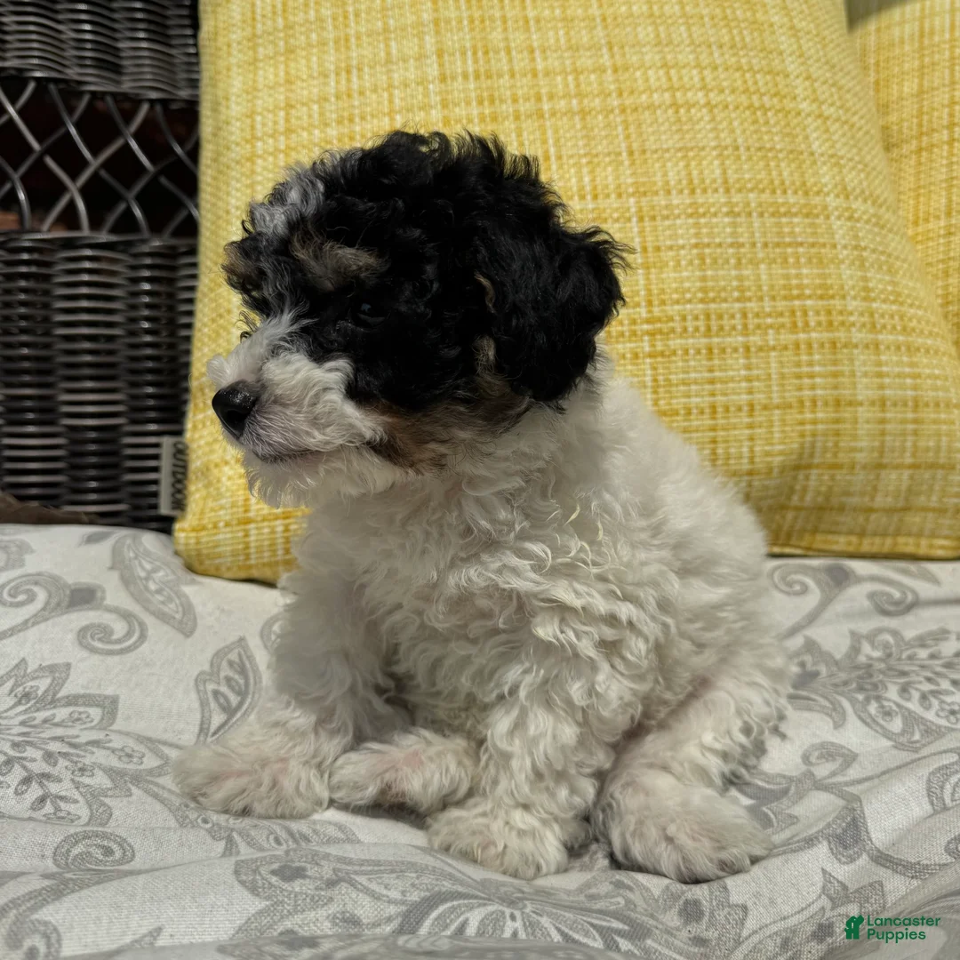 Toy Poodle dogs for sale: Oreo - Ad 2
