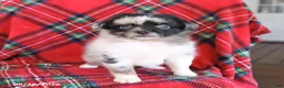 Toy Australian Shepherd dogs for sale: Jasper - Ad 2