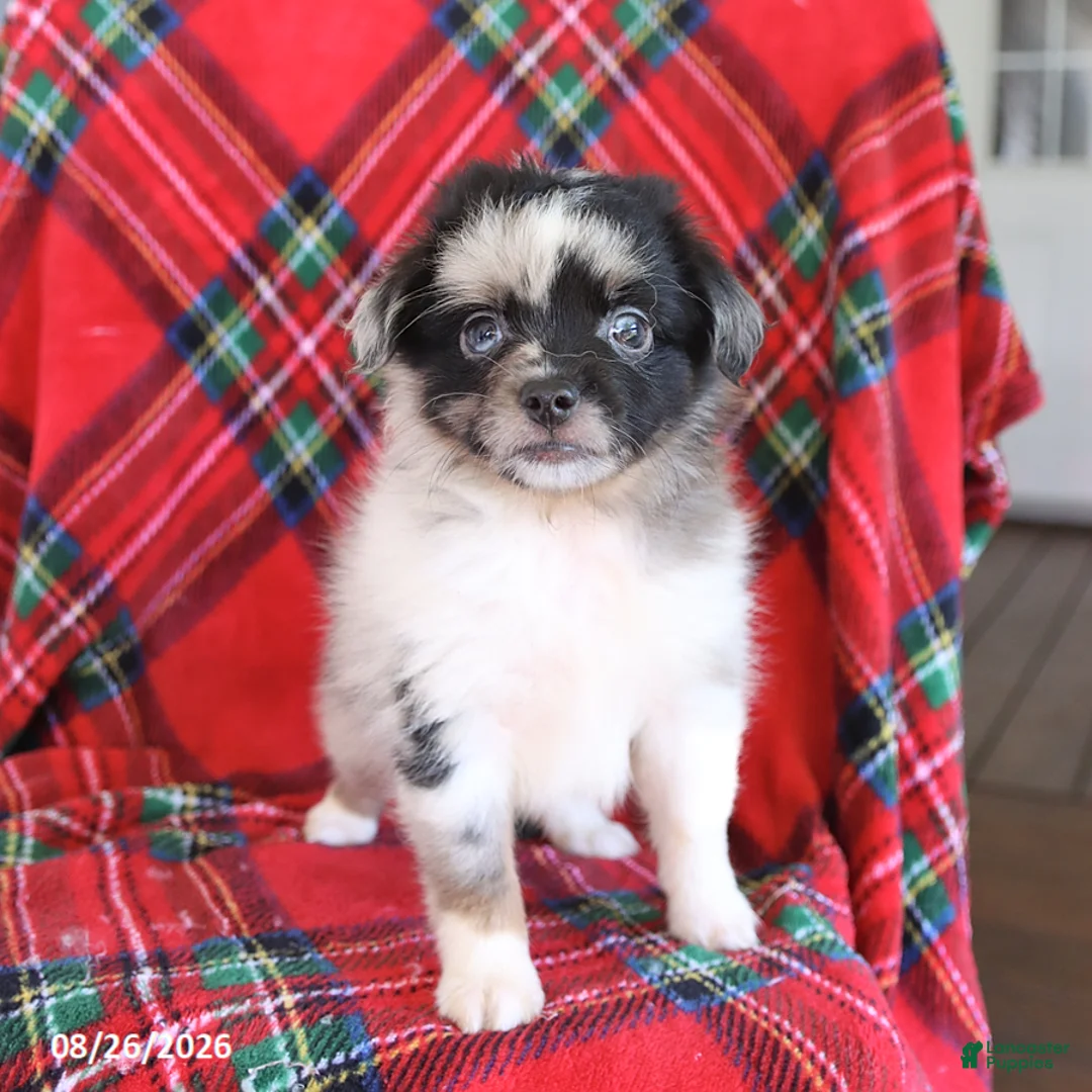 Toy Australian Shepherd dogs for sale: Jasper - Ad 2