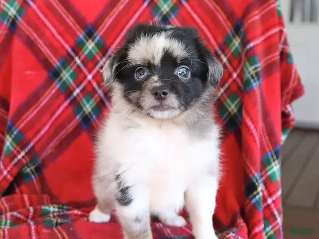 Toy Australian Shepherd dogs for sale: Jasper - Ad 2