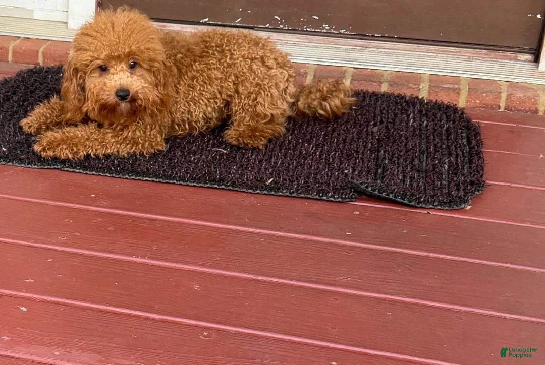 Toy Poodle dogs for sale: Toy Poodle Puppy 1 - Ad 5