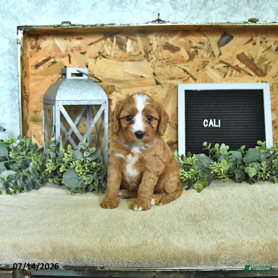 Cavapoo dogs Cali  - Ad 1