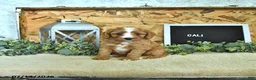 Cavapoo dogs for sale: Cali  - Ad 1