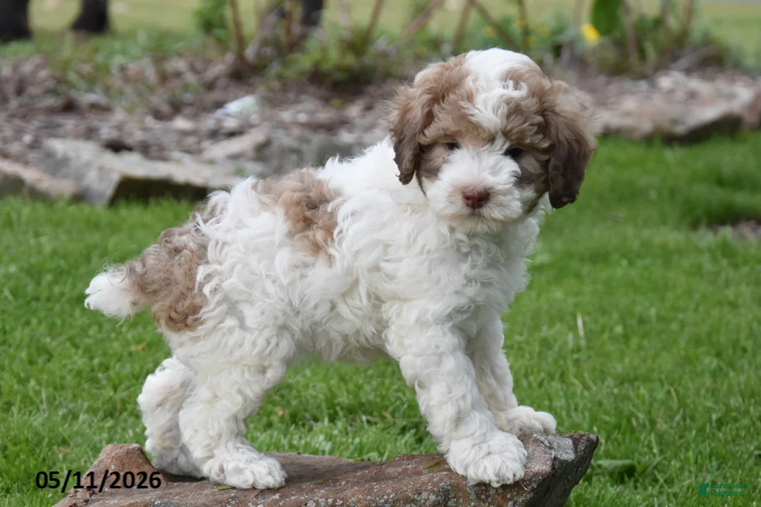 Miniature Poodle dogs for sale: Caramel - Ad 1