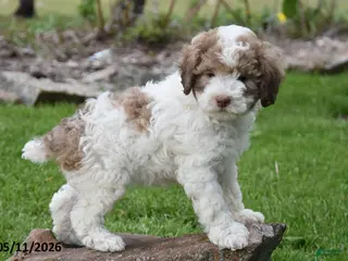 Miniature Poodle dogs for sale: Caramel - Ad 2