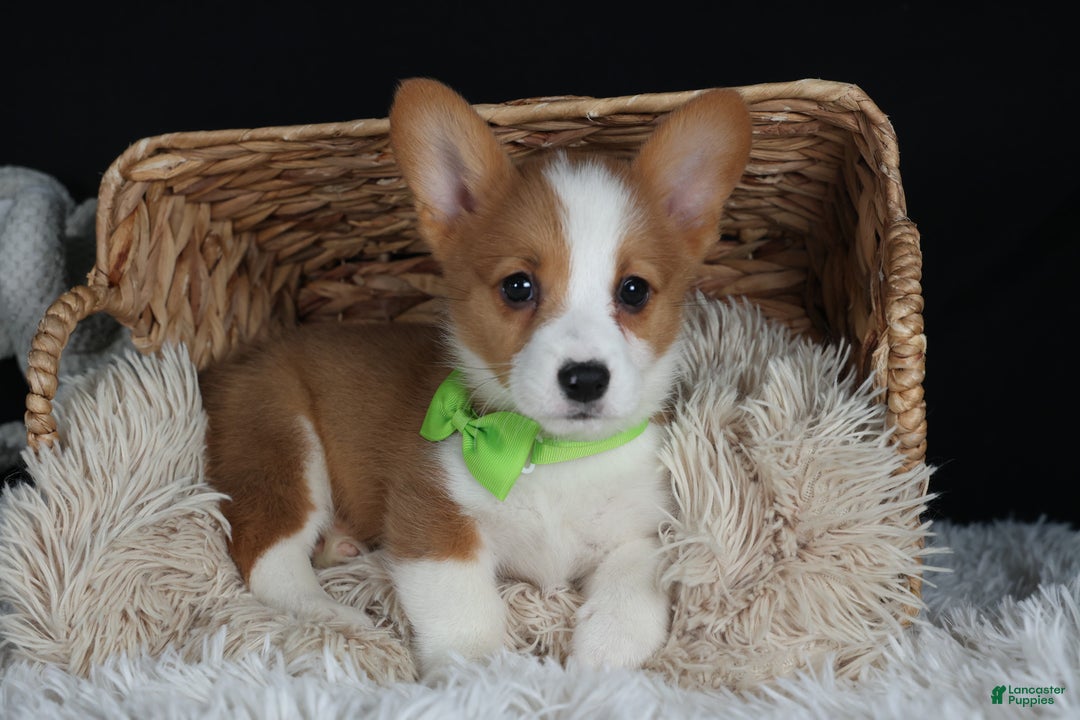 Welsh Corgi Pembroke dogs for sale: Hudson - Ad 23