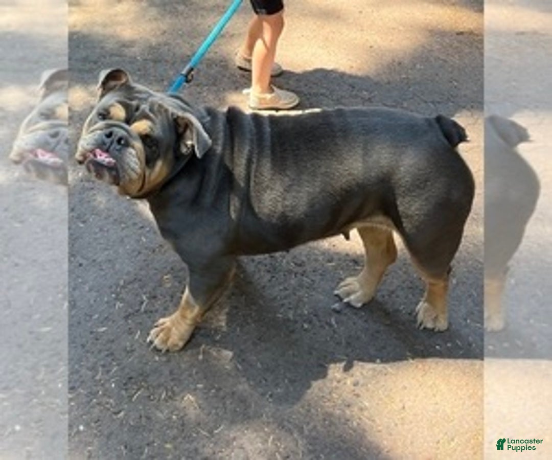 Gallery Image {{count}}