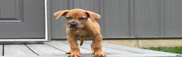 Mixed Breed dogs for sale: Maddy - Ad 4
