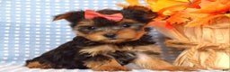 Yorkshire Terrier dogs for sale: Carly  - Ad 4