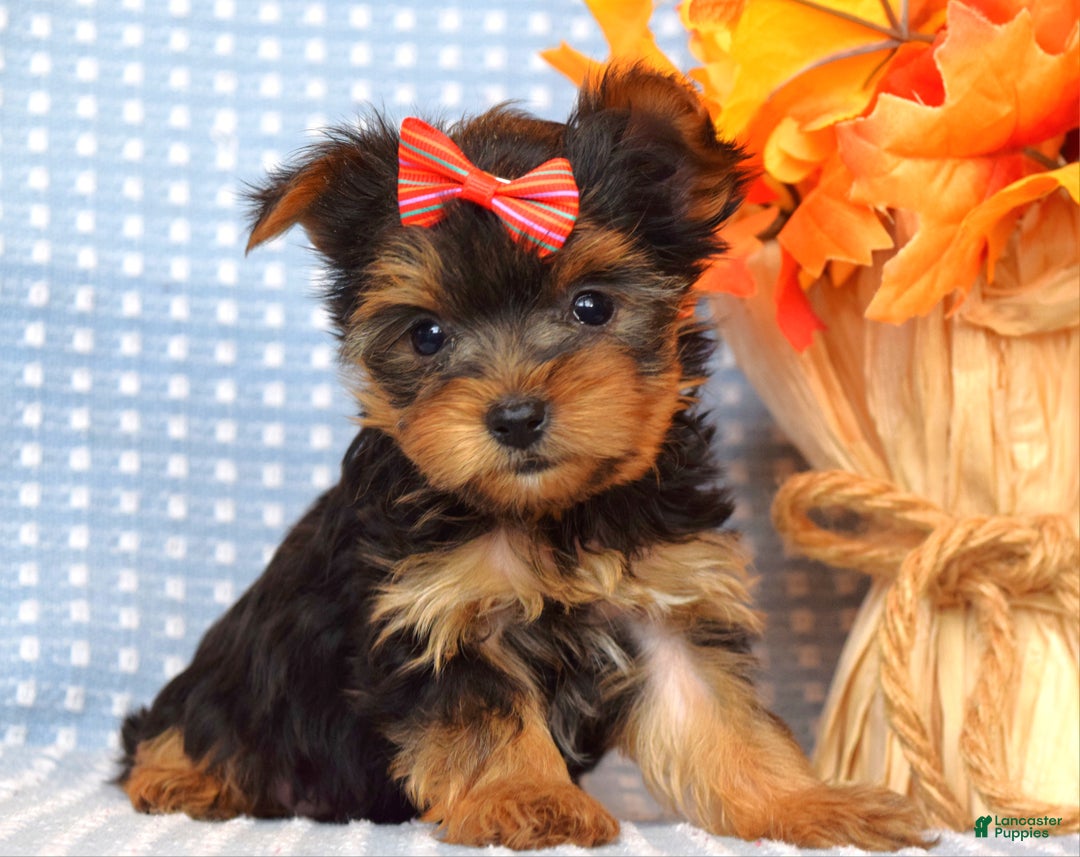 Yorkshire Terrier dogs for sale: Carly  - Ad 4