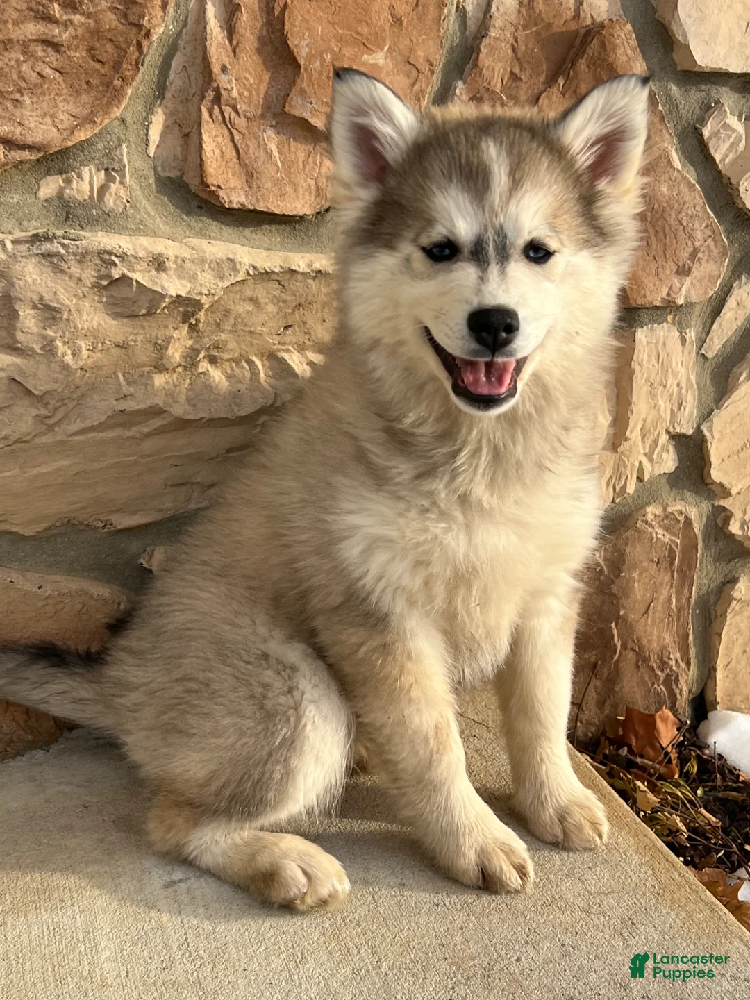 Pomsky dogs for sale: Pomsky Puppy 1 - Ad 1