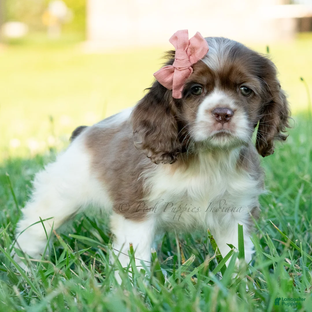 Cocker Spaniel dogs for sale: Rosslyn - Ad 4
