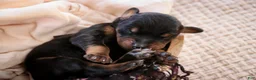 Doberman Pinscher dogs for sale: Delphine - Ad 3