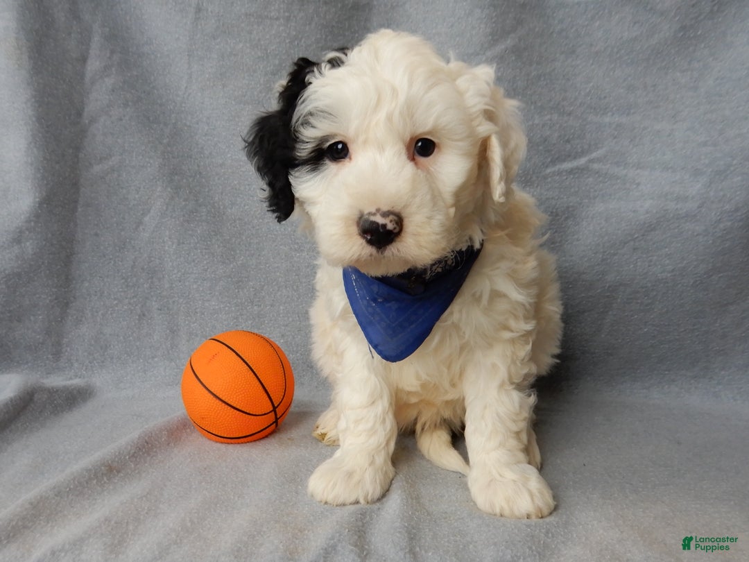 Sheepadoodle dogs for sale: Alec - Ad 5