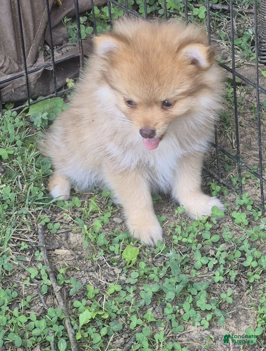 Pomeranian dogs for sale: Molly (only a boy left) - Ad 8