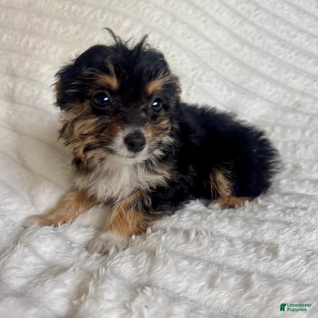Mixed Breed dogs for sale: Ariel  - Ad 1