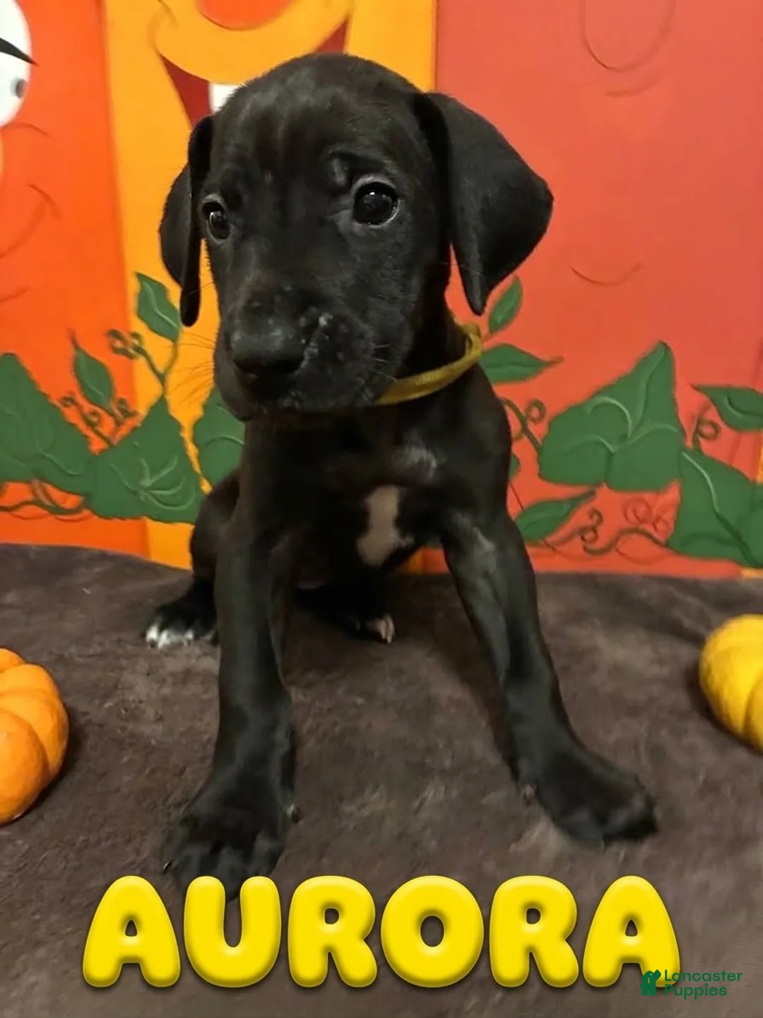 Great Dane dogs for sale: Aurora-Yellow - Ad 1