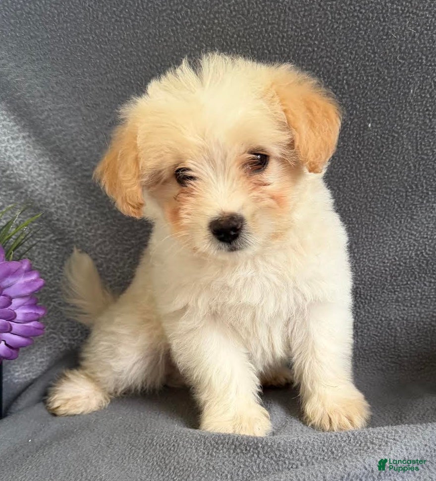 Mixed Breed dogs Jordan - Ad 2