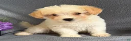 Mixed Breed dogs for sale: Jordan - Ad 2
