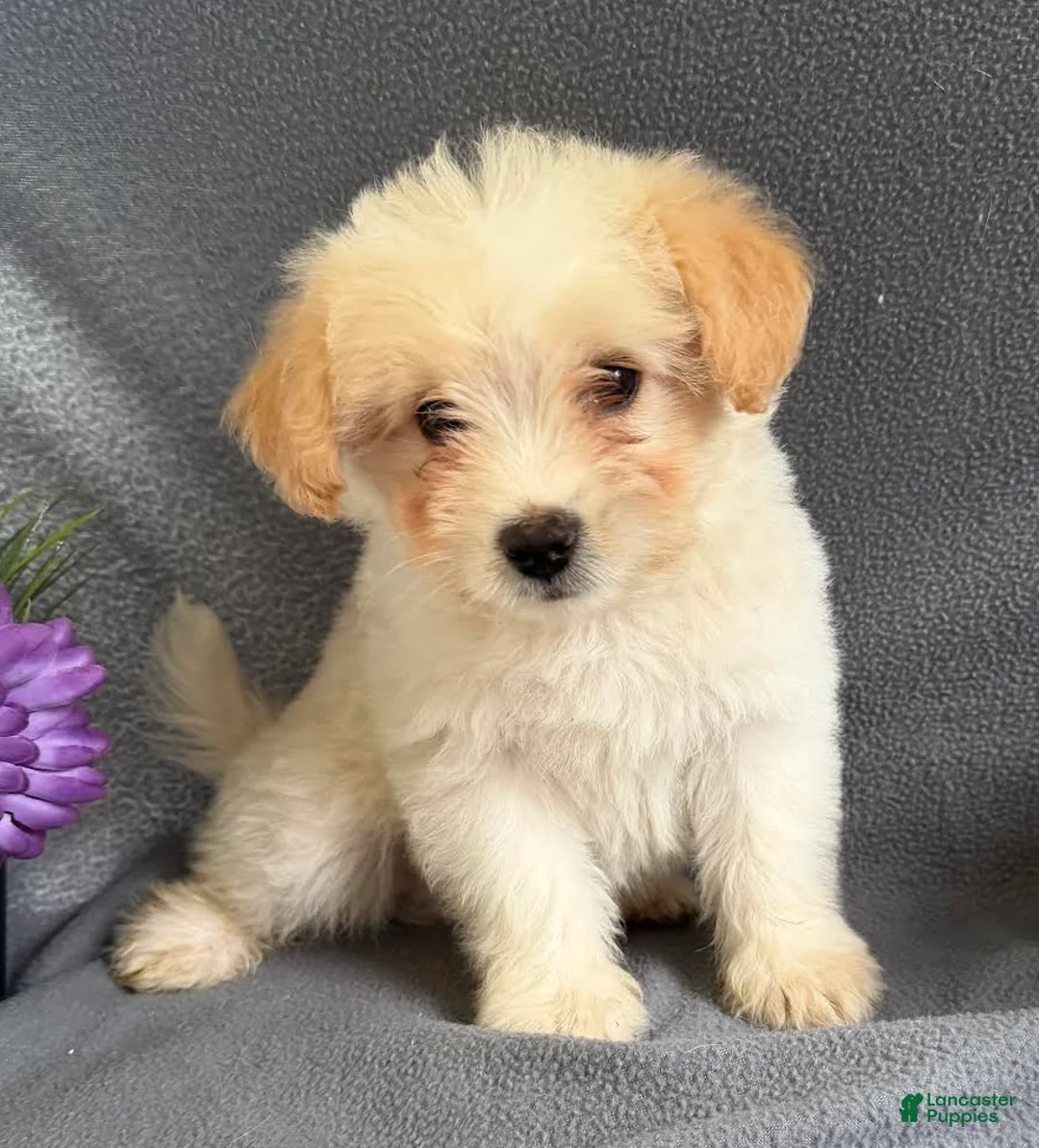 Mixed Breed dogs for sale: Jordan - Ad 2