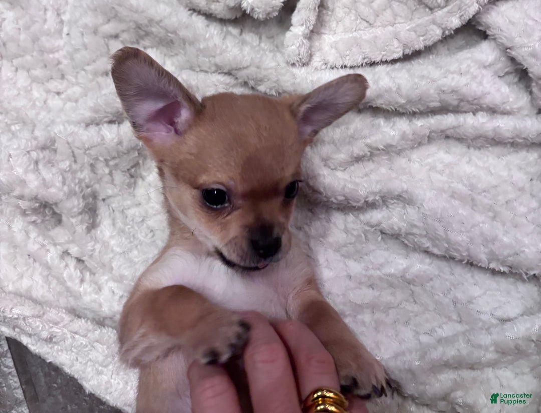 Chihuahua dogs for sale: Chihuahua Puppy 2 - Ad 3