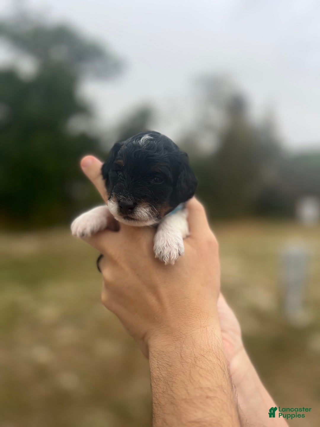 Mini Sheepadoodle dogs for sale: Light blue-Coal - Ad 4